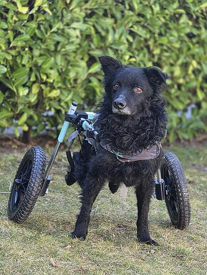 Hope ist einfach eine Seele von Hund. Schwer misshandelt und trotzdem so ein Vertrauen in die Menschheit. Er hat sich zurück ins Leben gekämpft und möchte nun die Chance bekommen auf ein echtes Zuhause.