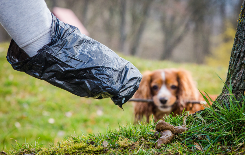 Nicht jeder handelt vorbildlich: Viele Besitzer kümmern sich nicht um die Entsorgung des Hundehaufens.
