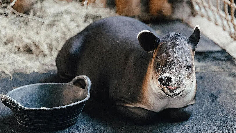 Baird-Tapir Mattheo ist nun in Hellabrunn beheimatet. Baird-Tapir Mattheo ist nun in Hellabrunn beheimatet.