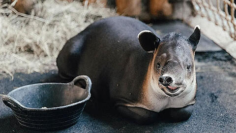 Baird-Tapir Mattheo ist nun in Hellabrunn beheimatet.