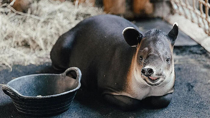Baird-Tapir Mattheo ist nun in Hellabrunn beheimatet. Baird-Tapir Mattheo ist nun in Hellabrunn beheimatet.
