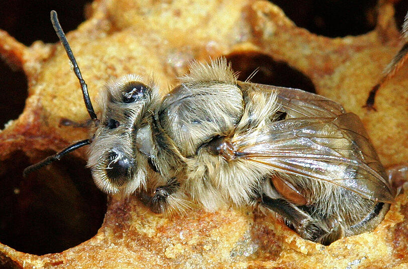 Eine Biene, die aus ihrer Wabe in Magdeburg (Sachsen Anhalt) schlüpft, ist an ihrem Hinterleib von einer Varroa-Milbe befallen.