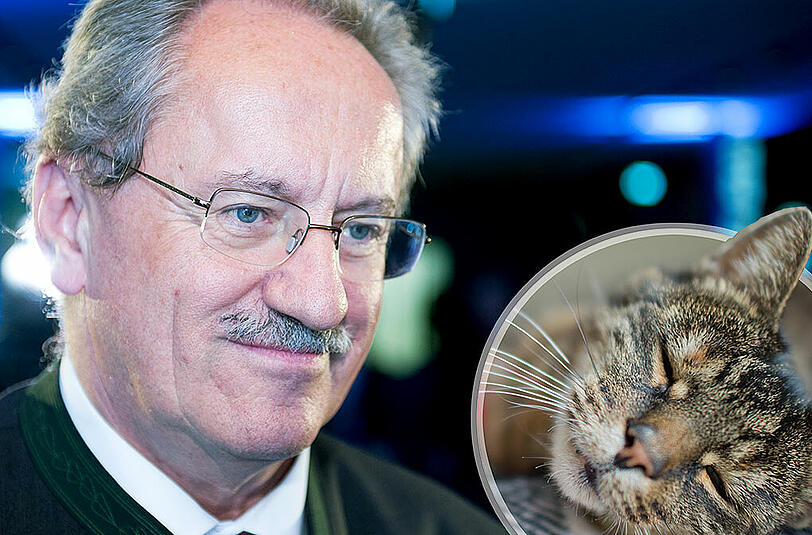 Katze entlaufen! Passanten finden in München eine graue Katze wie diese auf dem Bild. Es stellt sich heraus: Es ist das Haustier von Alt-OB Christian Ude.