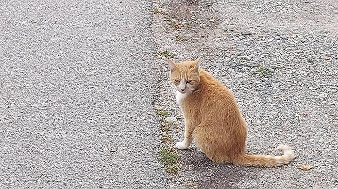 Kater Mikesch ist nach einem Ausflug nach Landshut Süd wieder zum Hauptbahnhof zurückgekehrt. Eine Frau findet den Kater am Montag in Bahnhofsnähe Landshut Süd und steckt ihn in ein Katzenkörbchen. So können Mikeschs Besitzer ihn wieder nach Hause bringen.