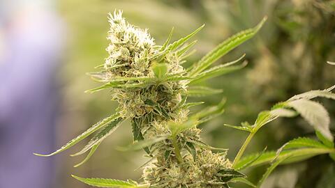 Eine Cannabispflanze blüht.