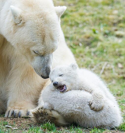 Da freuen sich die Zuschauer, wenn der Eisbären-Nachwuchs spielt.