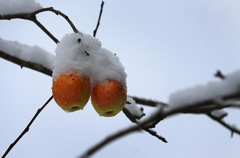 Mit kleinen Schneehauben bedeckt sind Äpfel am 22.11.2015 an einem Apfelbaum in Kaufbeuren (Bayern).