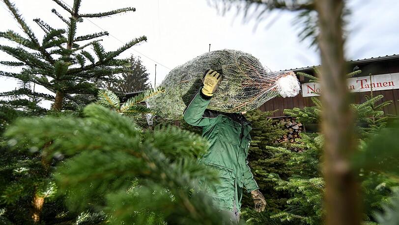 Erst klauen sie einen Christbaum, dann zünden sie ihn an - diese Schnapsidee hat schwere Folgen für zwei Münchner. (Symbolfoto)