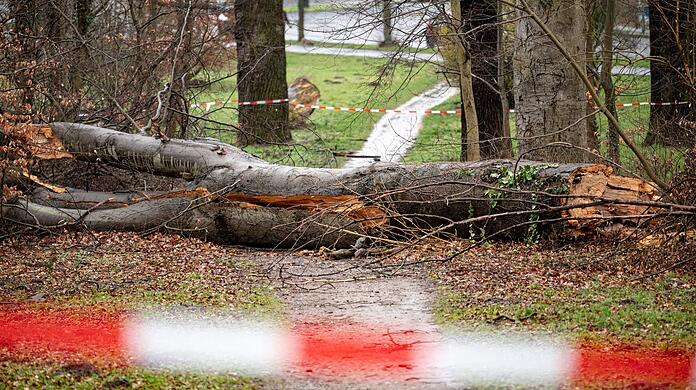 In Potsdam ist ein Baum wegen des Sturmtiefs "Zeynep" auf einen Weg gefallen. In Potsdam ist ein Baum wegen des Sturmtiefs "Zeynep" auf einen Weg gefallen.