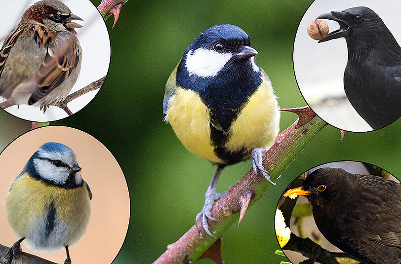 Gehören zu den häufigsten Vögeln in München: Spatz (l.o.), Blaumeise (l.u.), Kohlmeise (m.), Rabenkrähe (r.o.) und Amsel (r.u.).