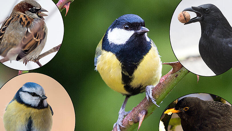 Gehören zu den häufigsten Vögeln in München: Spatz (l.o.), Blaumeise (l.u.), Kohlmeise (m.), Rabenkrähe (r.o.) und Amsel (r.u.). Gehören zu den häufigsten Vögeln in München: Spatz (l.o.), Blaumeise (l.u.), Kohlmeise (m.), Rabenkrähe (r.o.) und Amsel (r.u.).