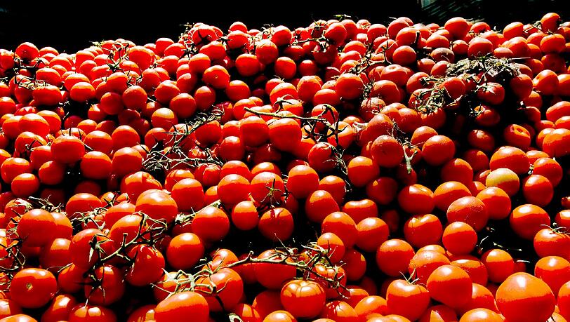 Am Dienstag verhandelt das Europäische Patentamt über ein Patent auf die sogenannte Schrumpeltomate. Am Dienstag verhandelt das Europäische Patentamt über ein Patent auf die sogenannte Schrumpeltomate.