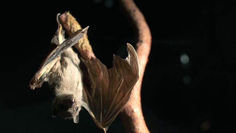 Auch Fledermausführungen gehören zur Nacht der Umwelt. Auch Fledermausführungen gehören zur Nacht der Umwelt.