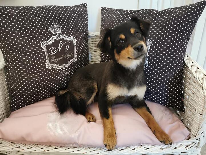 Lotte