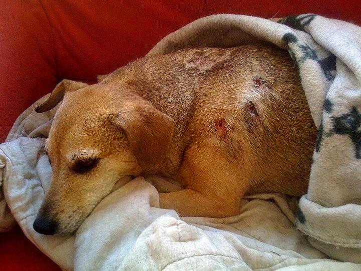 &bdquo;Mon Chi Chi&ldquo; ist von einem Jäger übel zugerichtet worden.