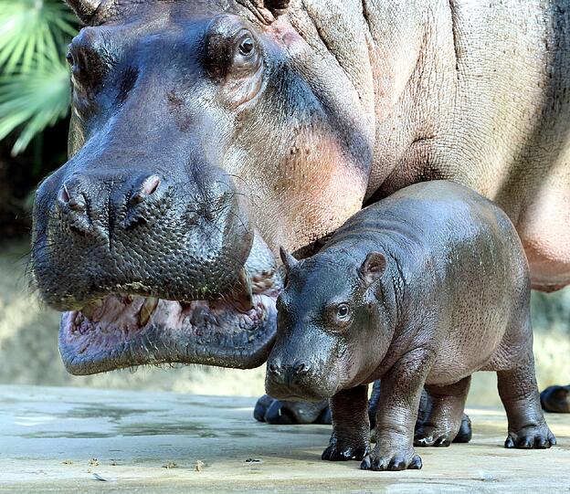 Süße Nilpferd-Parade im Berliner Zoo: Schaubecken des Flusspferdhauses führt die 11 jahre alte Flusspferddame Nicole führt im Berliner Zoo in Berlin ihr drittes Jungtier vor.