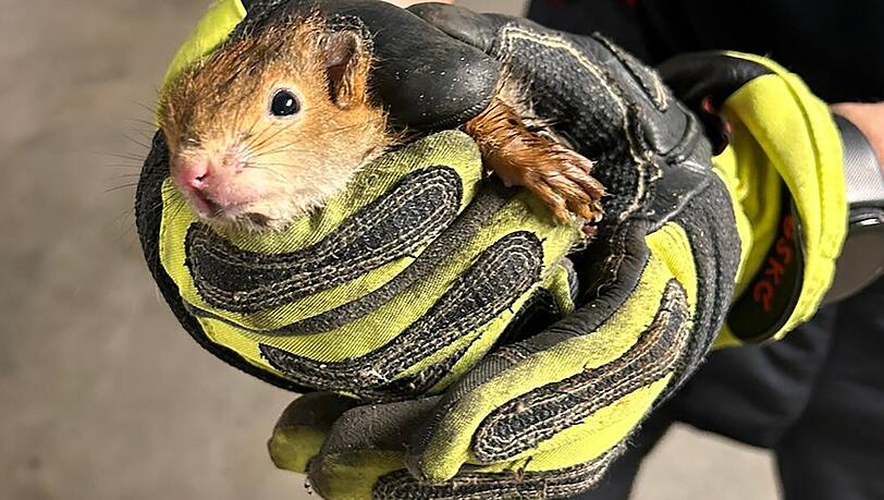 Gerettet: Die beiden Eichhörnchen waren durch ein Fallrohr der Regenrinne in die Tiefe gerutscht.