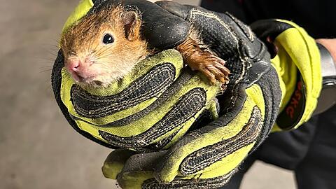 Gerettet: Die beiden Eichhörnchen waren durch ein Fallrohr der Regenrinne in die Tiefe gerutscht.