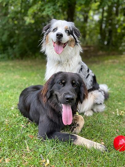 Hunde Enola und Nami