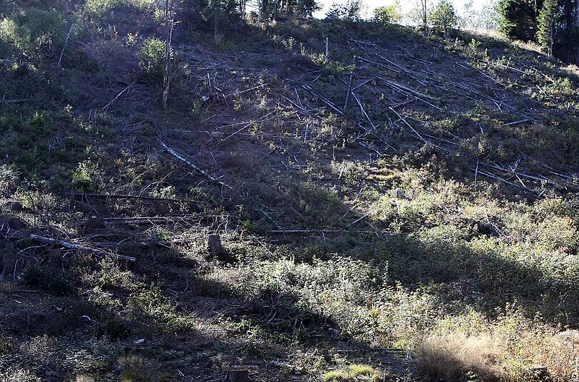 Hier standen mal Bäume. Der Oberstaatsanwalt findet: &bdquo;Es kann ja nicht sein, dass sich ein Wald in Luft auflöst. Dazu war ein erheblicher Aufwand nötig.&ldquo;