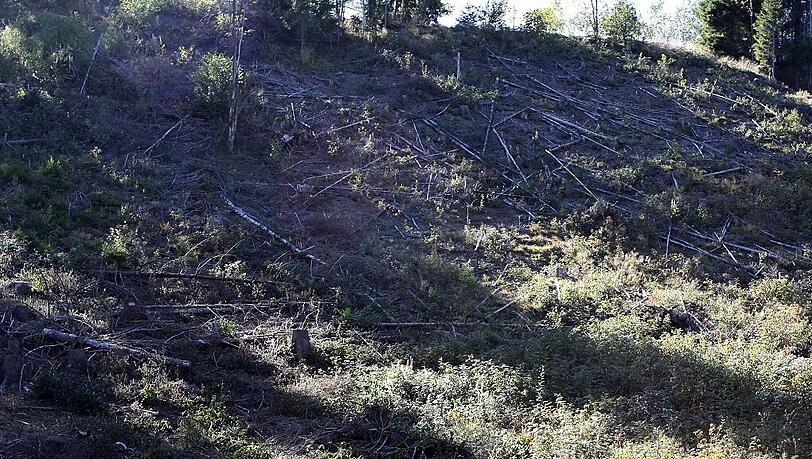Hier standen mal Bäume. Der Oberstaatsanwalt findet: „Es kann ja nicht sein, dass sich ein Wald in Luft auflöst. Dazu war ein erheblicher Aufwand nötig.“ Hier standen mal Bäume. Der Oberstaatsanwalt findet: „Es kann ja nicht sein, dass sich ein Wald in Luft auflöst. Dazu war ein erheblicher Aufwand nötig.“