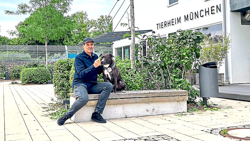 Claus Reichinger, stellvertretender Vorsitzender des Tierschutzvereins, mit Rüde Pablo. Der Listenhund wird kein Zuhause in Bayern finden, wenn sich die Gesetze nicht ändern.