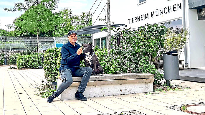 Claus Reichinger, stellvertretender Vorsitzender des Tierschutzvereins, mit Rüde Pablo. Der Listenhund wird kein Zuhause in Bayern finden, wenn sich die Gesetze nicht ändern.