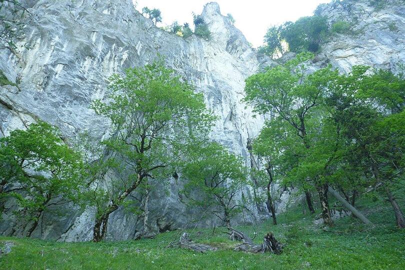 Ein 47-jähriger Straubinger ist an der Drachenwand 250 Meter tief gestürzt und hat sich dabei tödliche Verletzungen zugezogen.