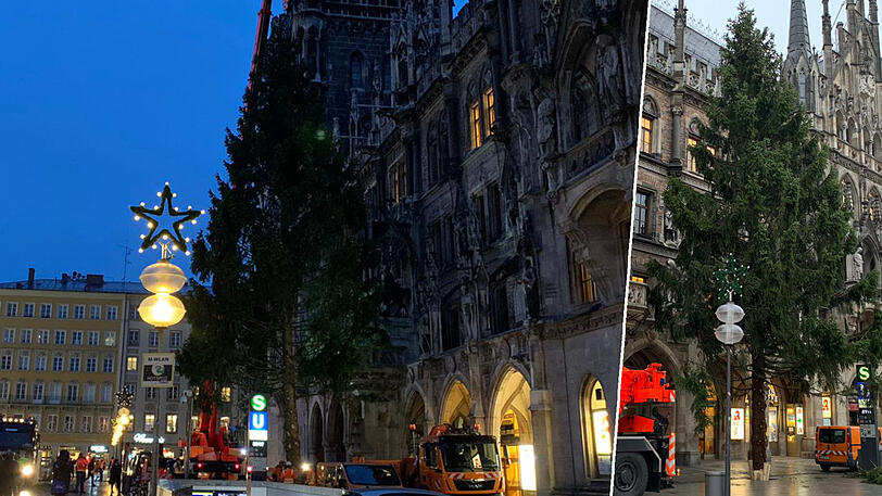 Der Baum auf dem Marienplatz ist nur Ersatz. Die eigentlich ausgesuchte Fichte war beim Transport kaputtgegangen.
