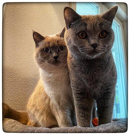 Katzen Grey und Snow (Britisch Shorthair)
