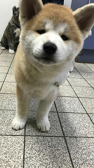 Die geschmuggelten Hundwelpen.