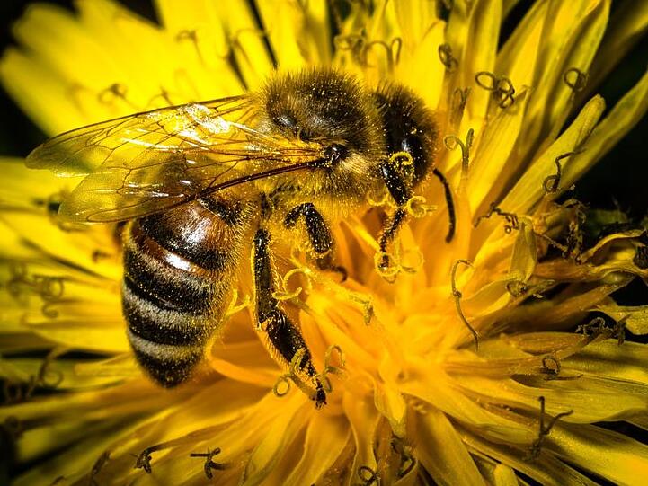Eine mit Blütenpollen bedeckte Biene sitzt auf einem Löwenzahn. Anlässlich der Weltkonferenz zur Artenvielfalt haben Experten die erste weltweite Öko-Inventur seit 14 Jahren vorgelegt.
