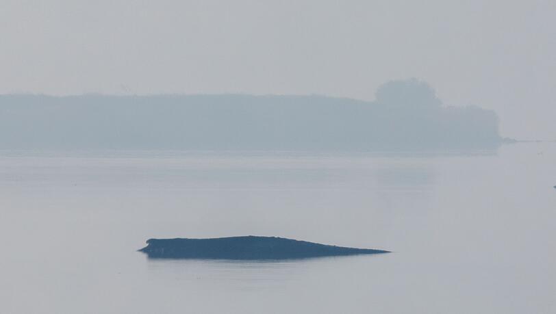 Am Freitag wird die Rettungsaktion f&uuml;r den gestrandeten Buckelwal fortgesetzt.
