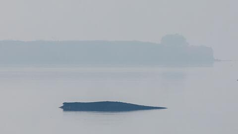 Am Freitag wird die Rettungsaktion f&uuml;r den gestrandeten Buckelwal fortgesetzt.