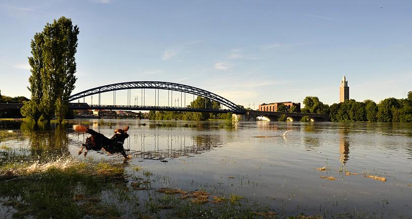 Ein Hund springt in Magdeburg in die Fluten.