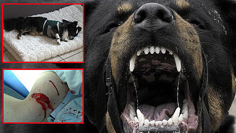 Ein Rottweiler-Rüde kann bis zu einem Zentner schwer werden. Die Rasse gehört zur Kategorie 2 der Kampfhundeverordnung in Bayern. In Giesing ist so ein Hund auf eine Frau losgegangen.