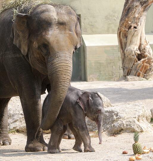 Die erste Schritte im Freien: Der Baby-Elefant im Außengehege.