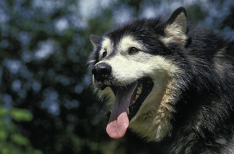 Der Alaskan Malamute ein nordischer Schlittenhund.