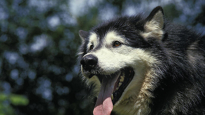 Der Alaskan Malamute ein nordischer Schlittenhund. Der Alaskan Malamute ein nordischer Schlittenhund.