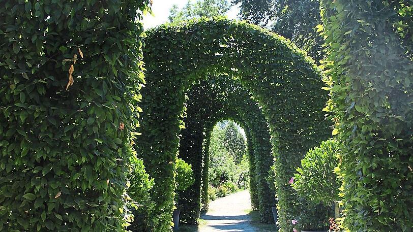 Seit 1955 werden im Rosengarten neue Rosensorten auf ihre Münchentauglichkeit getestet und angepflanzt.