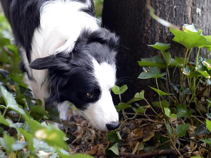 Ein Border Collie schnüffelt an einem Baum. Foto: picture alliance / Maurizio Gambarini/dpa/Archivbild