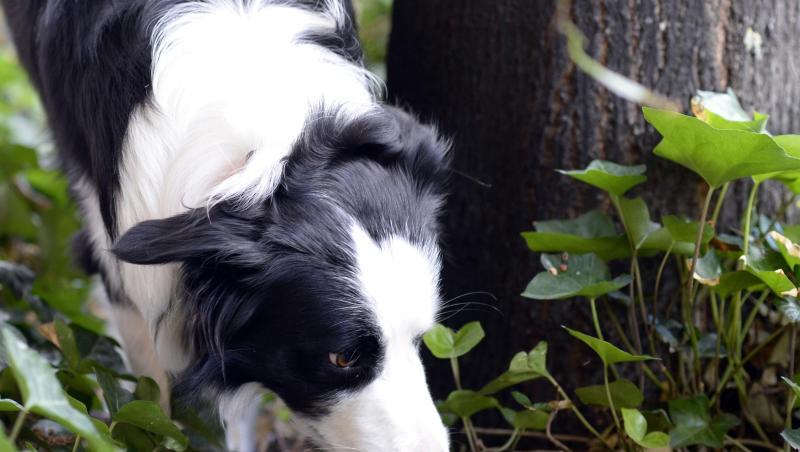 Ein Border Collie schnüffelt an einem Baum. Foto: picture alliance / Maurizio Gambarini/dpa/Archivbild Ein Border Collie schnüffelt an einem Baum. Foto: picture alliance / Maurizio Gambarini/dpa/Archivbild