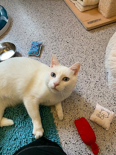 Felix (6) ist ein außergewöhnlicher Kater. Aufgrund seiner Taubheit ist er besonders gesprächig und teilt sich oft mit und miaut viel. Seine freundliche Natur macht den Schmusetiger dennoch zu einem idealen Begleiter für Familien mit Kindern ab zehn Jahren.