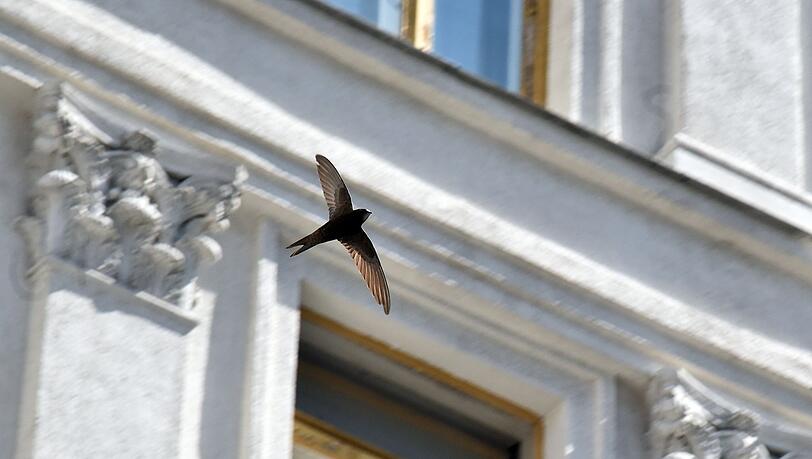 Mit Linienmustern oder Punktrastern auf Glasflächen könnte man den Vogelschlag reduzieren. (Symbolbild)