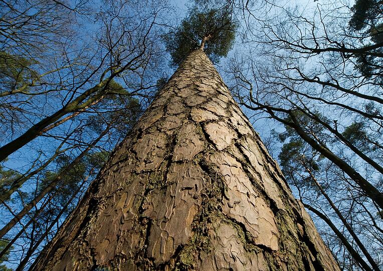 Der Baum erschlug die Seniorin. (Symbolbild)