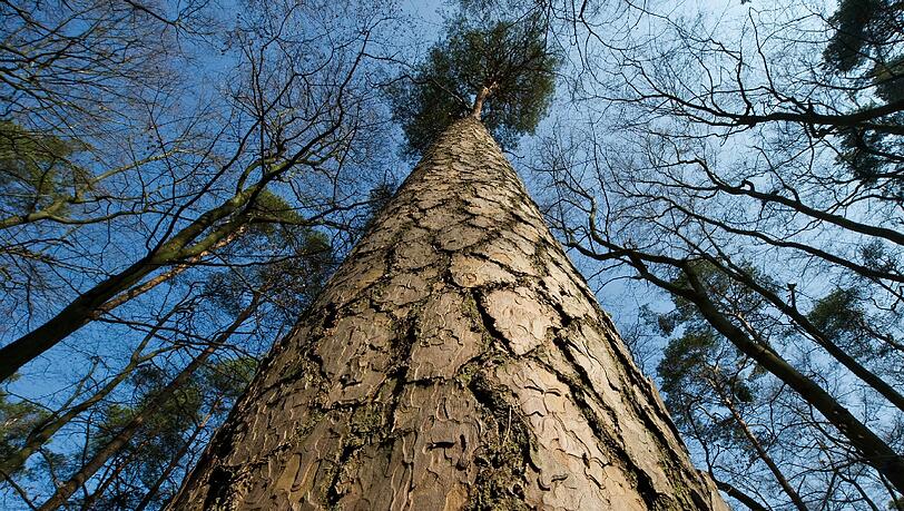 Der Baum erschlug die Seniorin. (Symbolbild) Der Baum erschlug die Seniorin. (Symbolbild)
