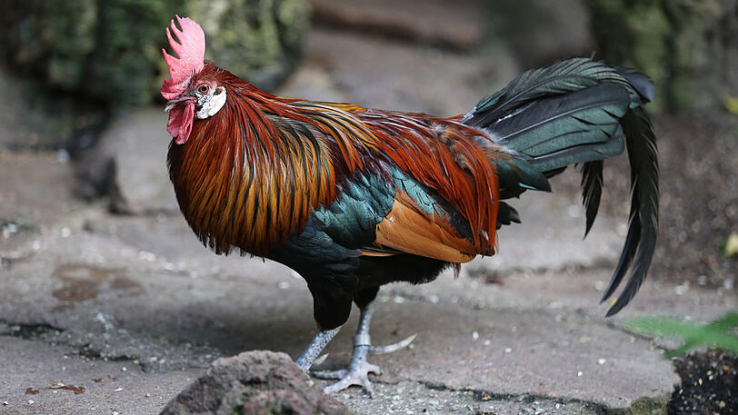 Weitere Bilder vom Foto-Spaziergang durch den Tierpark Hellabrunn am Donnerstagabend.