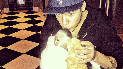 Justin Biebers Äffchen befindet sich derzeit in einer Quarantäne-Station. Justin Biebers Äffchen befindet sich derzeit in einer Quarantäne-Station.