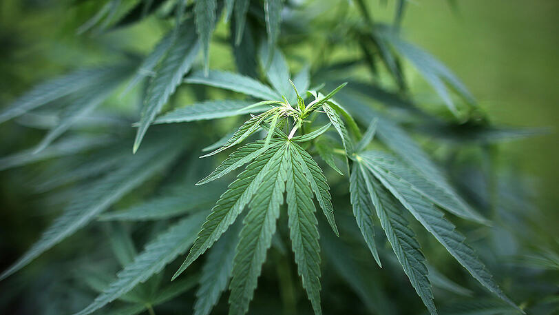 Charakteristisch im Aussehen und geruchsintensiv - 20 Cannabispflanzen im Garten können schon Aufsehen erregen. (Symbolbild)