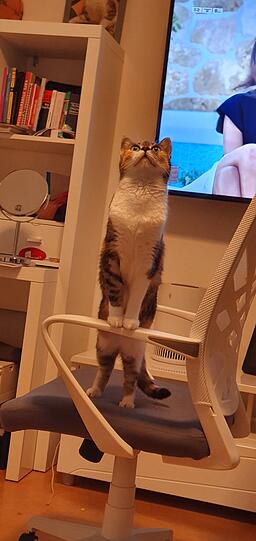 Pia
